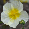 Helianthemum Cornish Cream - Abriachan Nurseries